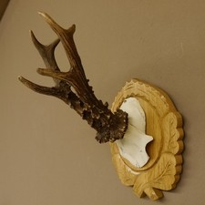 Corna Di Capriolo Maschio 6 Er G 318 G Corna Di Capriolo Trofeo Nuovo 607.144