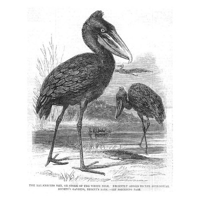 Schuhschnabel oder Storch vom Weißen Nil im Regents Park Zoo - antiker Druck 1860