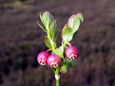 Photo 6x4 Bilberry with Flowers Wigtwizzle ''Vaccinium myrtillus&quot c2007