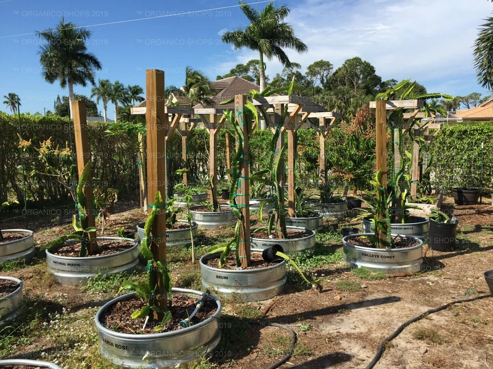 DRAGON FRUIT CUTTING - MULTIPLE VARIETIES - Image 2 of 4