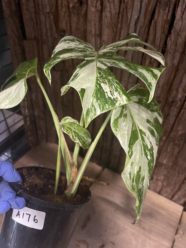 Variegated Monstera Albo- Rare Plant Collections - Picture 9 of 11