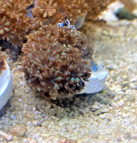 Blue-Green Sympodium Live Coral Frag WYSIWYG