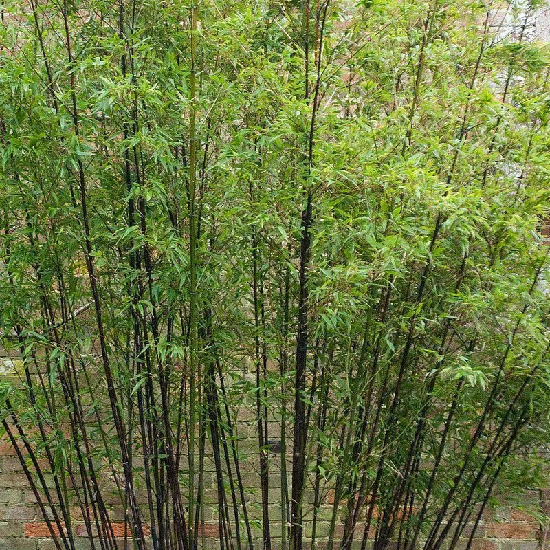 Bambou noir Phyllostachys nigra pour stopper le vis-à-vis de voisinage