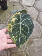 Plant Anthurium Clarinervium Variegated Real Photo Free Phitosanytary