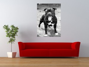 giant staffordshire bull terrier