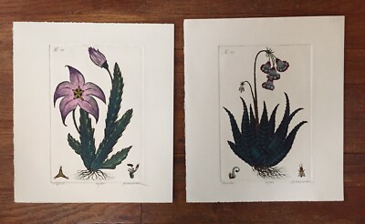 DAN MITRA BOTANICAL PRINTS LIMITED EDITION 87/950 SIGNED STAPELIA & FASCIATA
