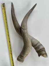 Scottish Highland Cow Horns. Approx 45cm Length. Unprocessed, Seasoned For 2+yrs