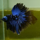 Live Betta Fish Galaxy Black Star Mask HM Premium Grade Thailand