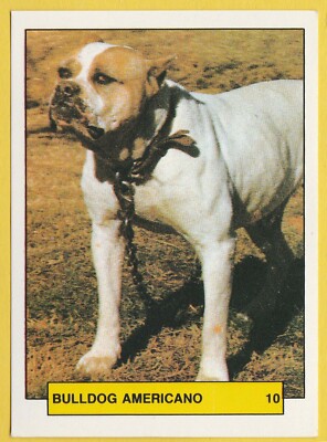 Hunde - Spanish Trading Card Sticker um 1981 Merchante #10 American Bulldog