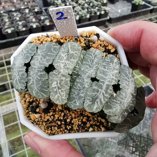 7cm Haworthia truncata piante grasse in vaso giardino casa belle piante - Foto 4 di 12