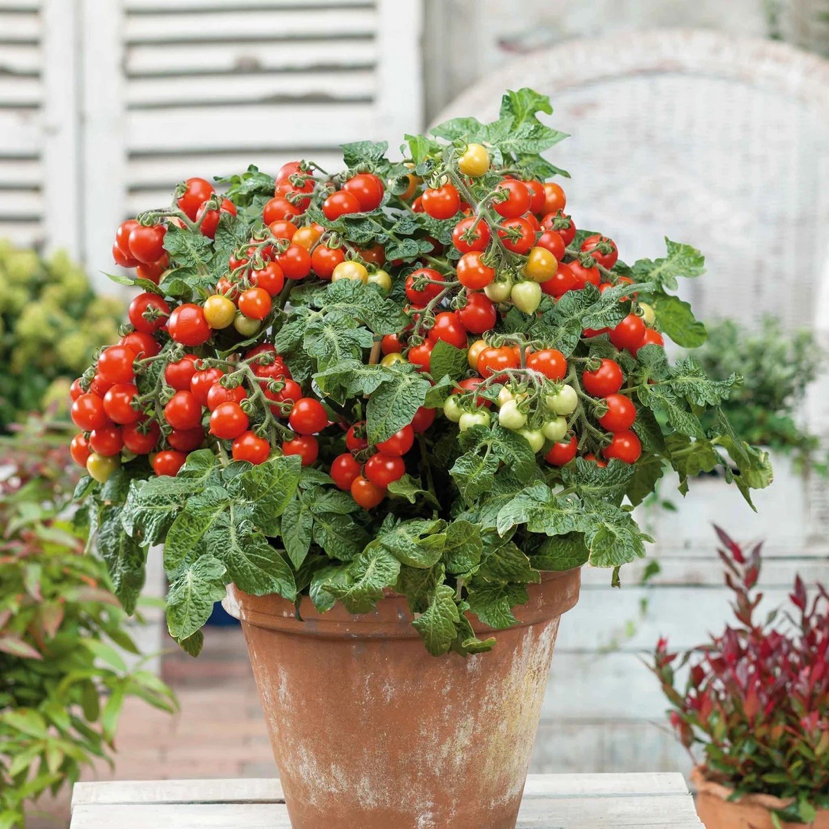 Tiny Tim Tomato Live Plant  | eBay