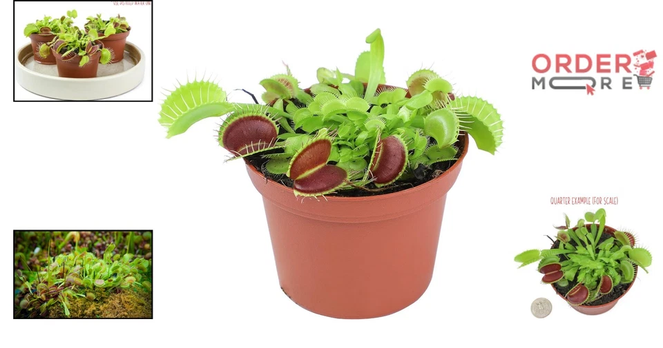 3 Inch Live Venus Fly Trap Plant Carnivorous Houseplants Terrarium Indoor - Image 2 of 4