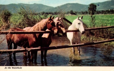 Berkeley CA-California At The Waterhole Horses Scenic View Vintage Postcard