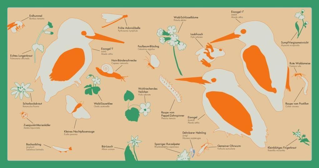 Thumbnail - Kleine Vogel-wunderkammer | Jesko Donst | Deutsch