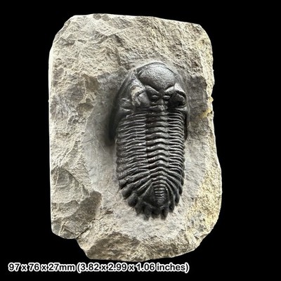 Hollardops mesocristata Trilobit Fossil A Grade Devon Marokko Präparat