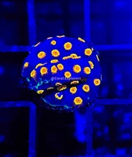 CE- Almost WYSIWYG - Bizarro Cyphastrea Frag Live Coral Frag LPS SPS