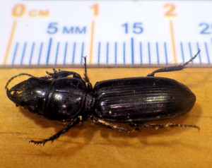 Big-Headed Ground Beetle Scarites subterraneus Carabidae Coleoptera SE TX B113