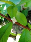 Eugenia sp. “Caribeña” — photo 4