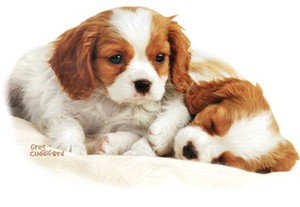 cocker spaniel puppies for sale trading post