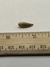 Pterosaur  Pterodactyl .75” T00TH Dinosaur F0SSIL not T Rex Cretaceous PL1