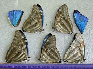 Morpho | eBay