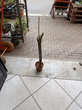 Pianta di frangipani - plumeria - pomelia bianca  2 steli  PICCOLE COME DA FOTO