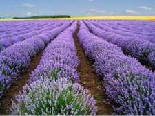1000 LAVENDER VERA SEEDS -- HEIRLOOM -- STRONG SCENT - MEDICINAL