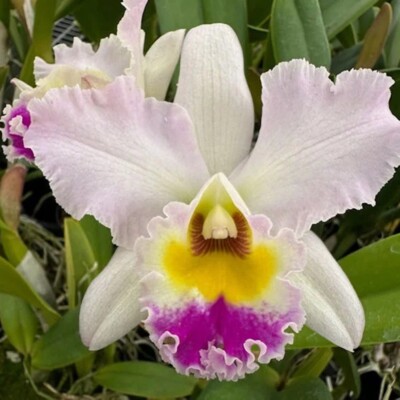 Cattleya Orchid Plant Chatty Cathy Pot Size 3-4 Inchs | eBay