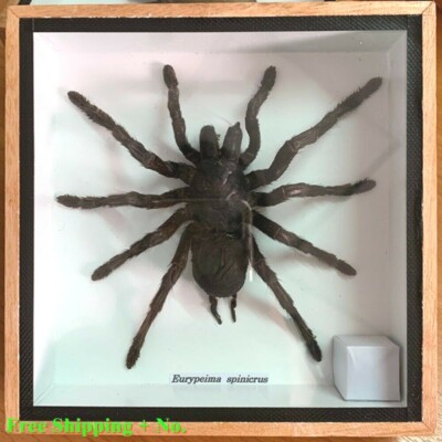 Real Insect Spider Fly Wood Frame Taxidermy Rare Delve into Study Nature Perfect