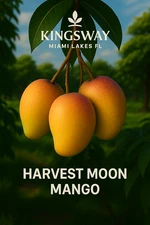 Rare Delicious ZILL Harvest Moon 3 Gallon Grafted  Mango Tree 2 - 4 ft tall !