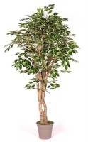 artplants Deko Ficus Benjamini Yanexy, NaturstäMme, GrüN-Weiß, 200Cm