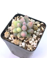 Pachyphytum Machucae "Baby Finger" variegated - Rarely offered, rooted plant!