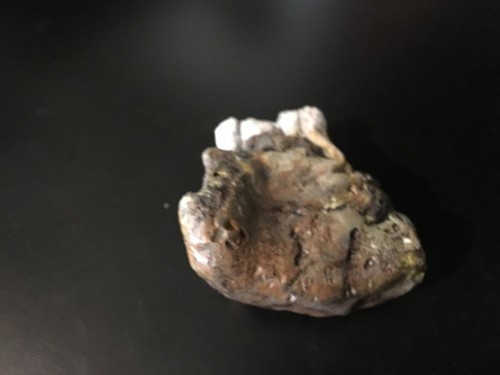 Giant Human Jawbone / Sangarin Giant Fossil complete - Picture 4 of 4