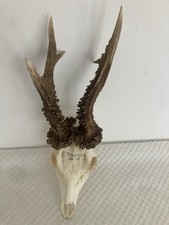 Kapitaler Kozioł jelenia 384 gramy Nienormalne Róże Trofeum!!! Masywny!! Dekoracja , vintage