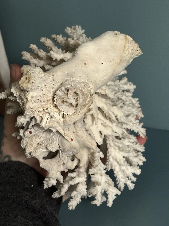 Large Vintage Coral Piece - Image 4 of 4