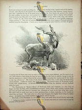 Markhoor (Ibex On Reverse), Natural History Book Illustration, 1896