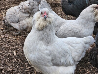 6+ Lavender, B/B/S Ameraucana & Orpington (Easter Egger) Chicken Hatching eggs.