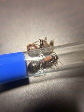 Ant Queen, Live giant long legged carpenter ant queen Camponotus angusticollis