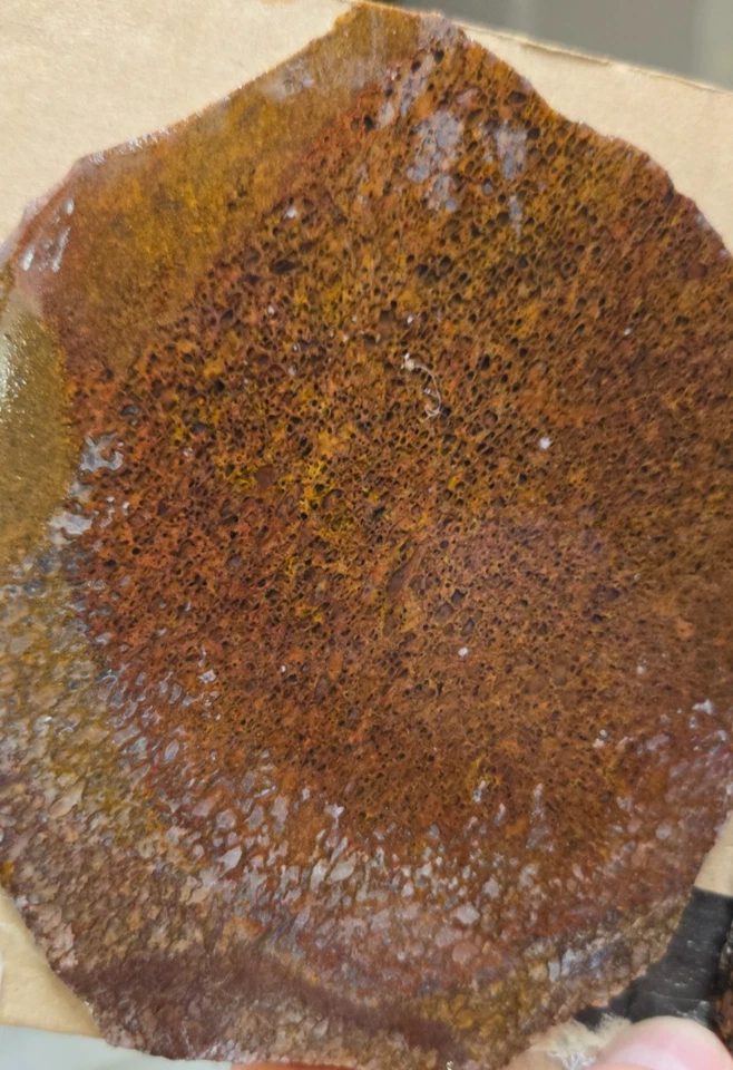 Surtido de gemas de dinosaurio ágata de hueso, losas de cabujón, preformas, rebanadas, 7 piezas, plano 49 Foto 3 de 4