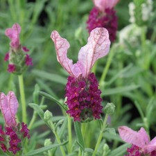 French Lavender Lavita Pink Fragrant Bee Friendly Summer Patio 4 Plug Plants