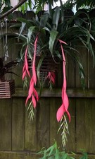 Billbergia x windii Angel Tears Bromeliad Offset Clumping Epiphyte Plant