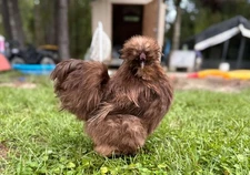 Dozen chocolate/MV, mottled, BBS, paint - silkie, satin, frizzles(satin&silkie) 