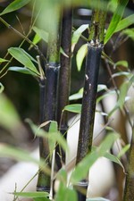 Phyllostachys nigra, Schwarzer Bambus, 80–100 cm