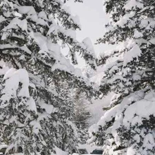 Snow Capped Pine Fragrance Oil for candle/soap making Free Shipping