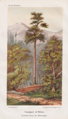 Chestnut chestnut tree tree botany botany lithograph revue Horticole 1865