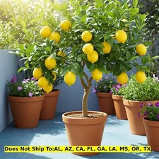 Dwarf Improved Meyer Lemon Tree 1-3  Gallon 10-15" Tall Indoor Citrus Tree
