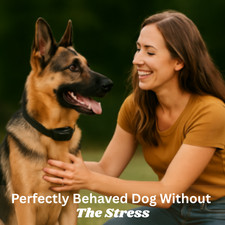 Dog Training Collars