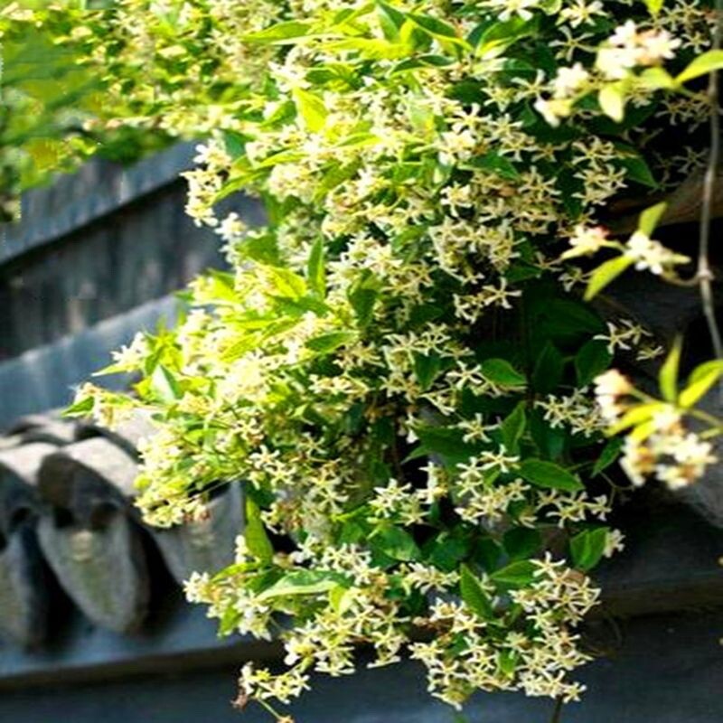 20 SEEDS Yellow JASMINE rare flower exotic climber vine bush Plant