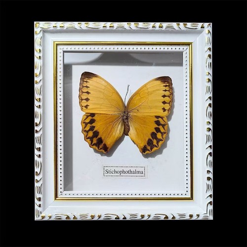 Hermosa Muestra de Entomología Coleccionables Taxidermia Decoración de Pared Mariposa Enmarcada - Imagen 5 de 11