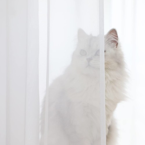 Window White Sheer Curtains 63 Inches Long 2 Panels Sheer White Curtains Basi... - Picture 2 of 6